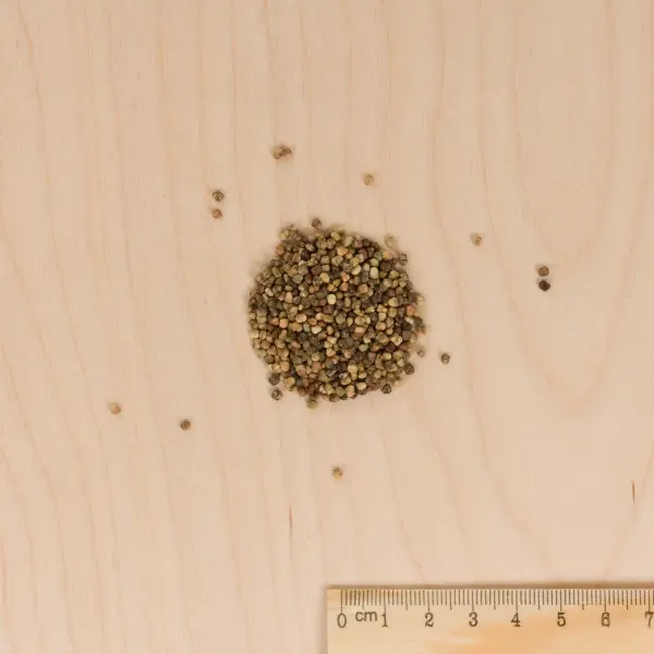 Potagères - Mâche Vit - MEDIA_3D